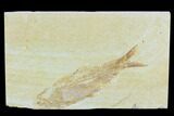 Detailed Fossil Fish (Knightia) - Wyoming #120002-1